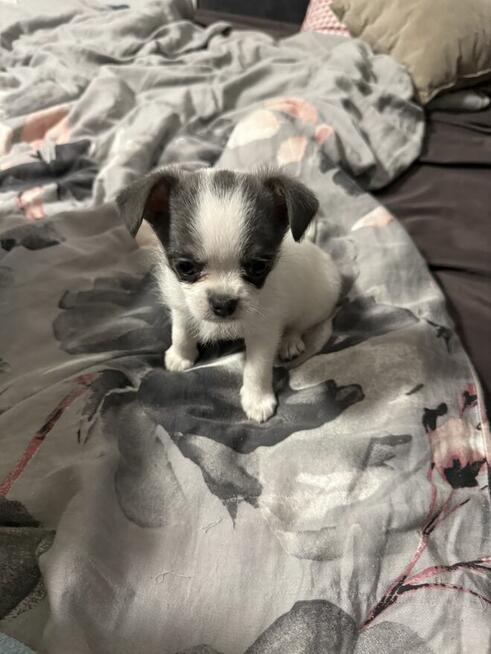 Chihuahua miniaturka