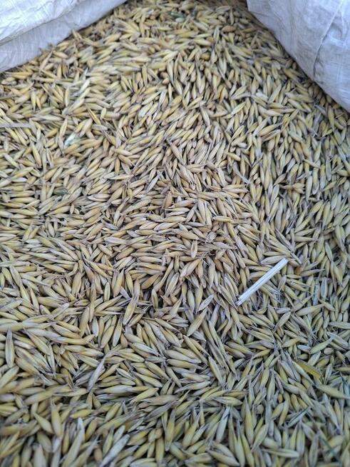 Owies Rambo z kwalifikatu gruby czysty suchy