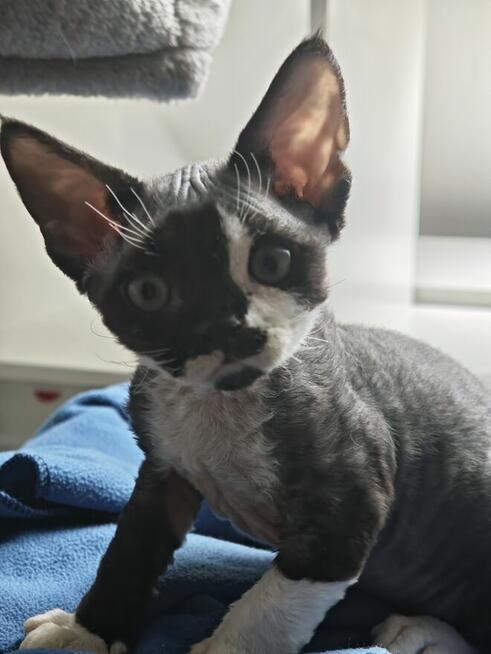 Kocurki Devon Rex