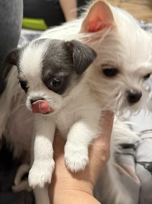 Chihuahua miniaturka