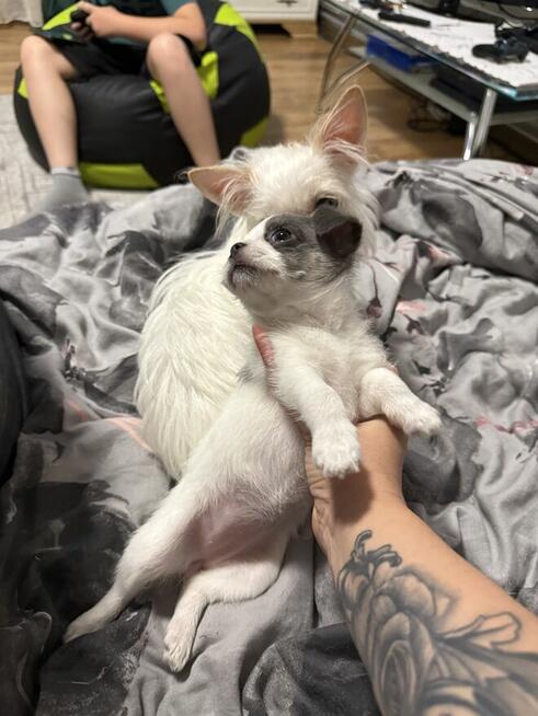 Chihuahua miniaturka