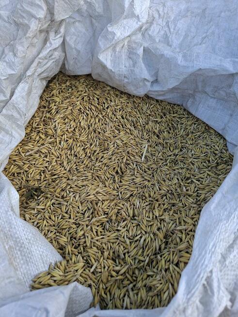 Facelia błękitna Anabela poplon pożytek pioddajna