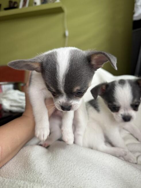 Chihuahua miniaturka