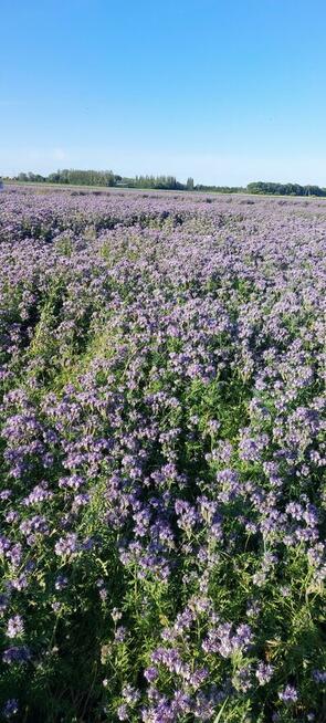 Owies dla konia gruby ładny tłusy energetyczny