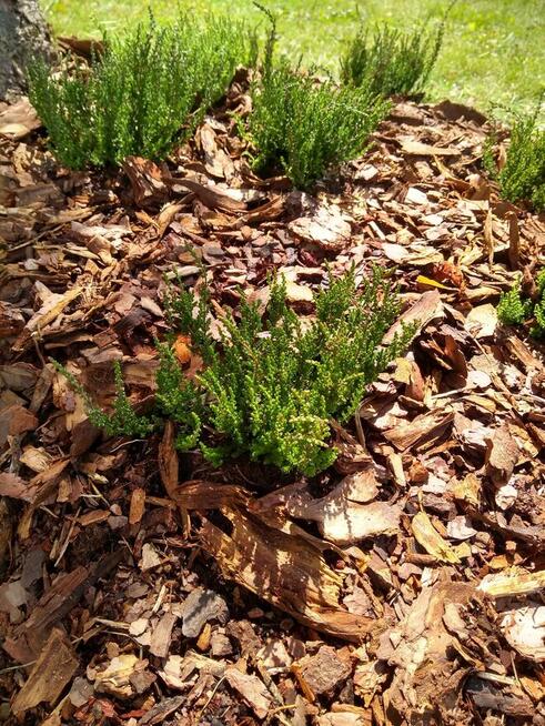 Ogrodnik – kompleksowa opieka nad Twoim ogrodem!