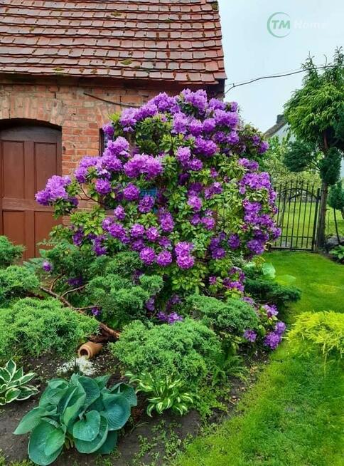 Liszkowo, mieszkanie z ogrodem, garażem w domu.