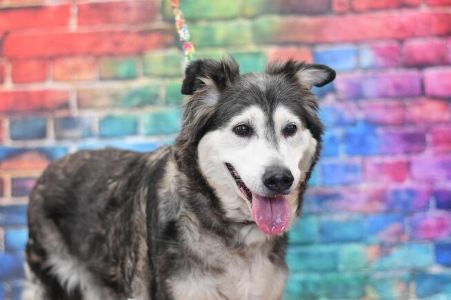 Seniorka Kora błaga o domek na ostatnie lata!