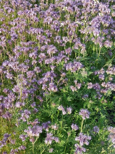 Facelia błękitna Anabela poplon pożytek pioddajna