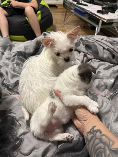 Chihuahua miniaturka