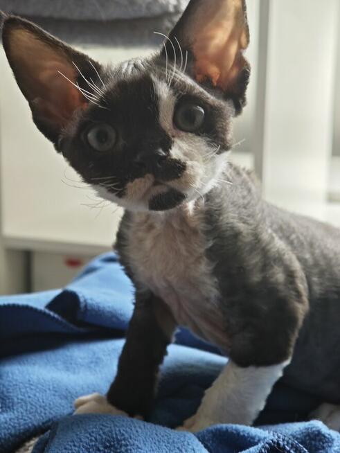 Kocurki Devon Rex
