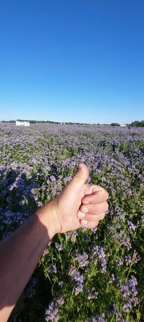 Facelia błekitna dla pszcół pożytek ładna plenna