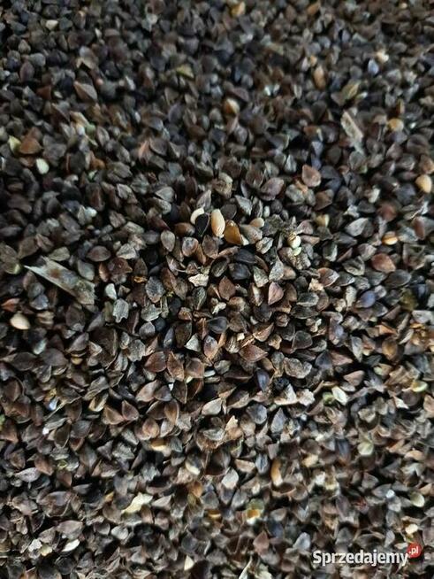Gryka na popolon- nasiona
