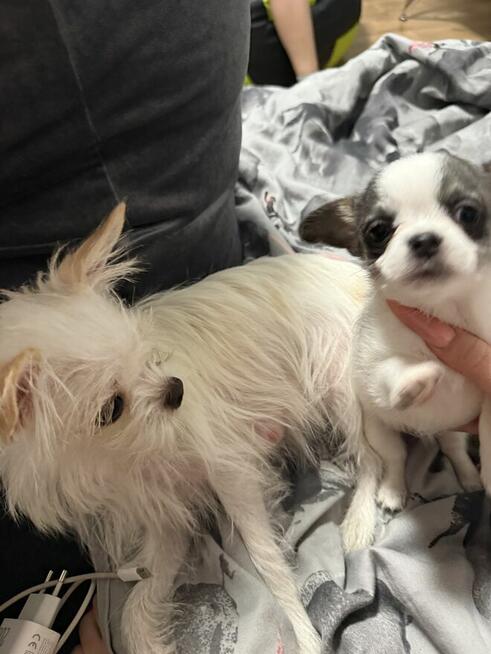 Chihuahua miniaturka