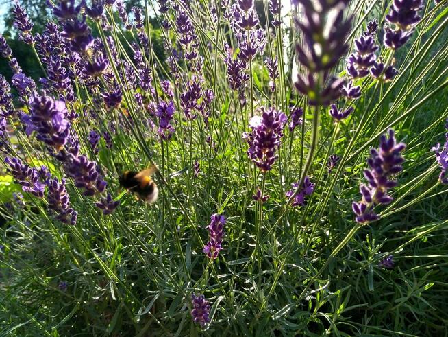 Ogrodnik – kompleksowa opieka nad Twoim ogrodem!