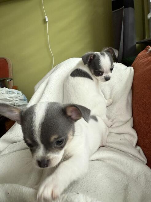 Chihuahua miniaturka