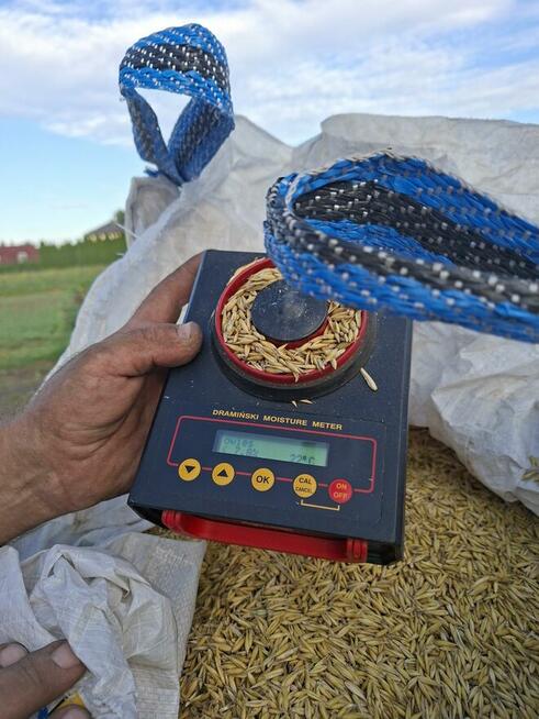 Owies dla konia gruby ładny tłusy energetyczny