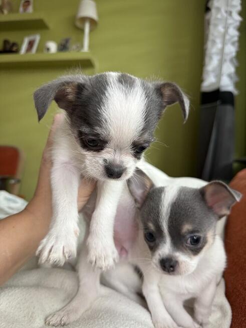 Chihuahua miniaturka