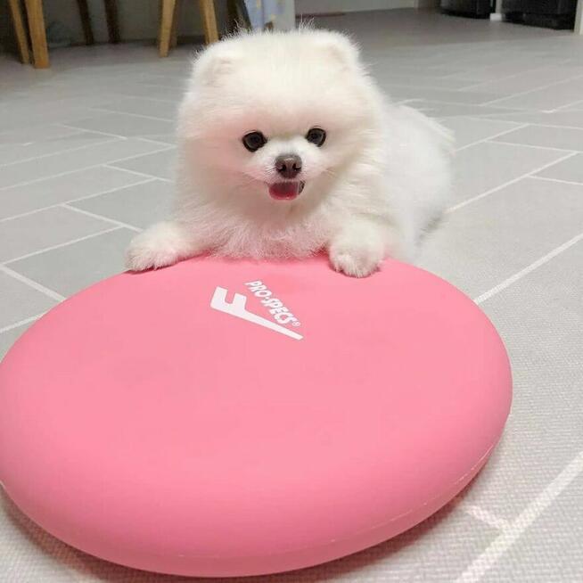 Urocze szczenięta rasy pomeranian, które obdarzą Twój dom mi