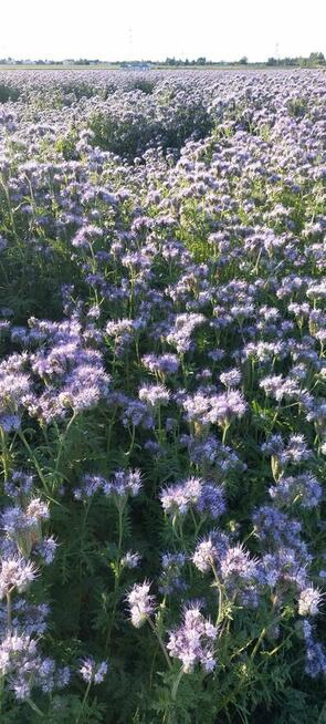 Owies dla konia gruby ładny tłusy energetyczny