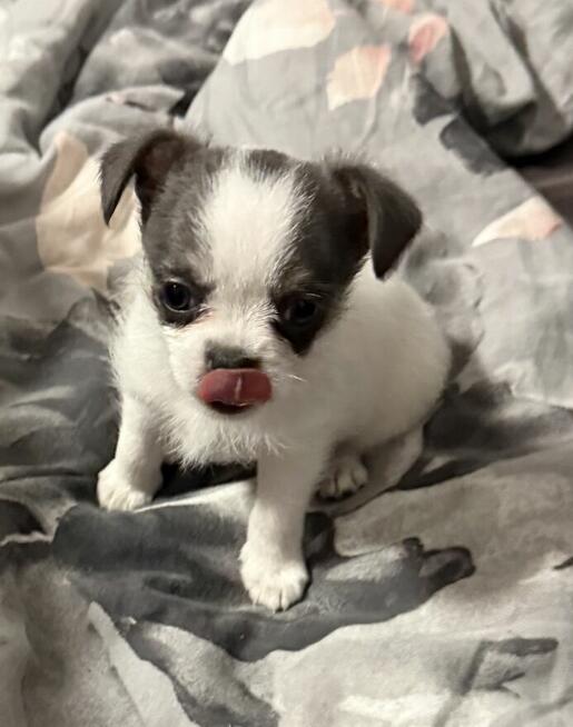 Chihuahua miniaturka