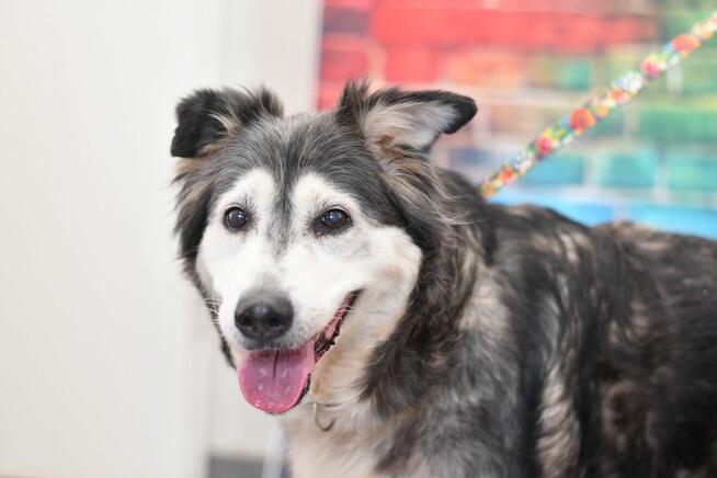 Seniorka Kora błaga o domek na ostatnie lata!