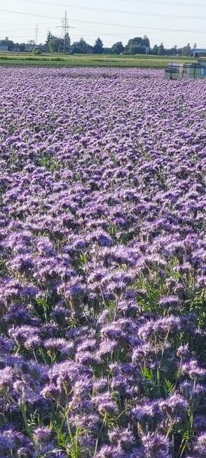 Facelia błękitna Anabela poplon pożytek pioddajna