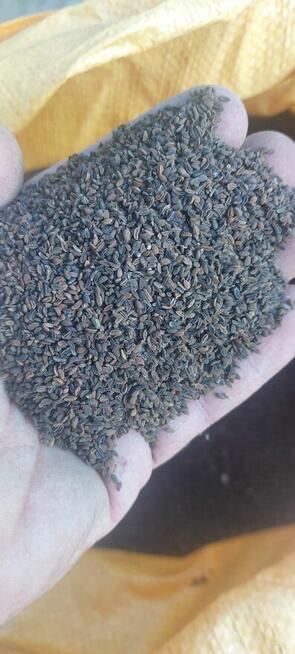 Facelia błekitna dla pszcół pożytek ładna plenna