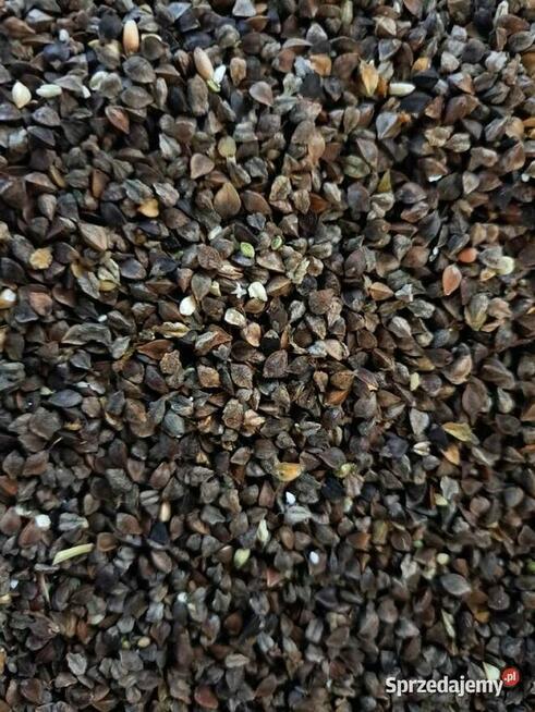 Gryka na popolon- nasiona
