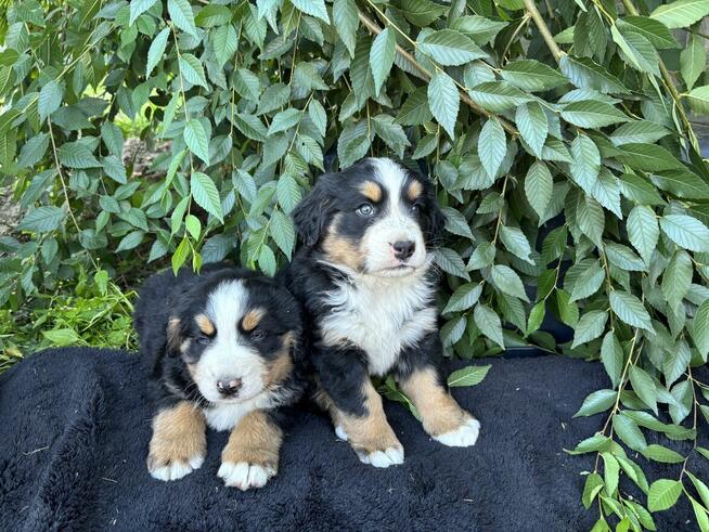 Szczeniaki Bereński Pies Pasterski