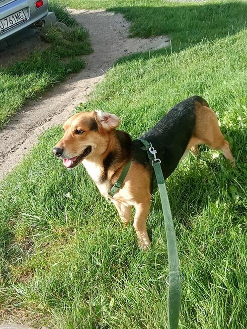 Oddam pieska TYLKO W DOBRE RĘCE