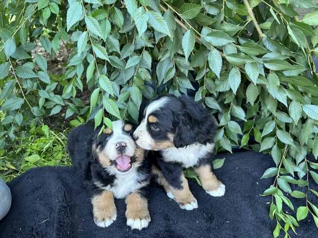 Szczeniaki Bereński Pies Pasterski