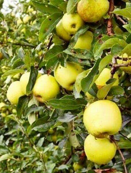 SIEDLISKO- Atrakcyjna nieruchomość blisko W-wy 4700 m2 !