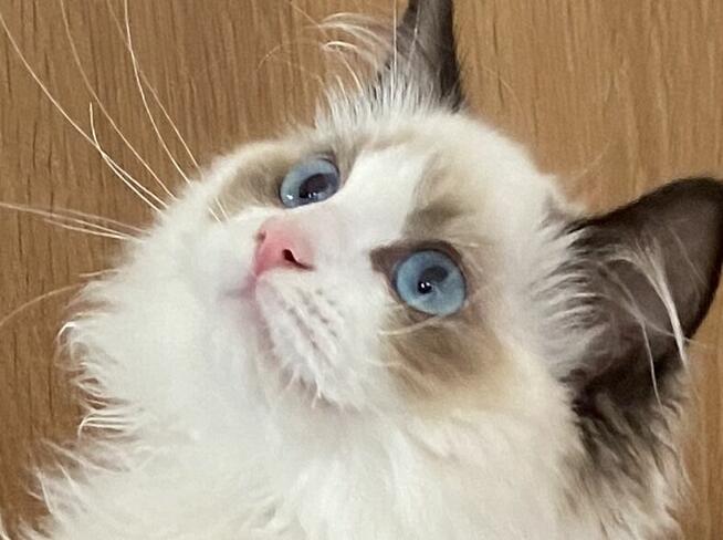 Młode kotki Ragdoll FPL