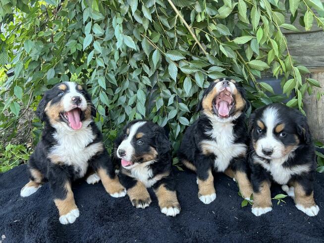 Szczeniaki Bereński Pies Pasterski