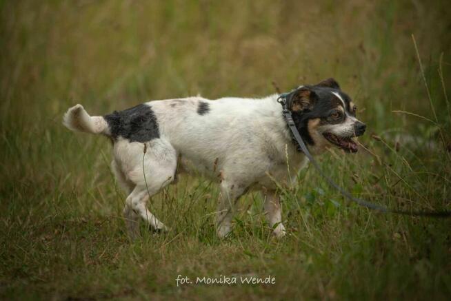 Bobik szuka swojego człowieka
