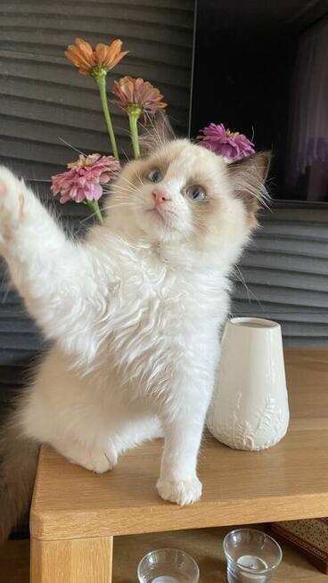 Młode kotki Ragdoll FPL