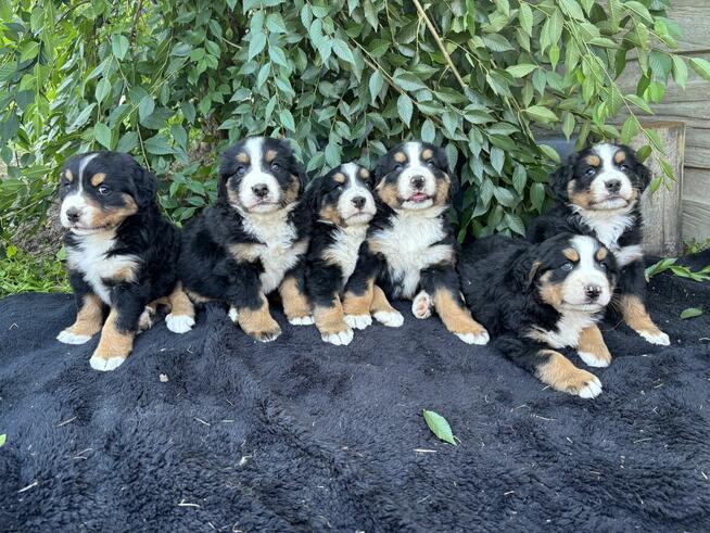 Szczeniaki Bereński Pies Pasterski