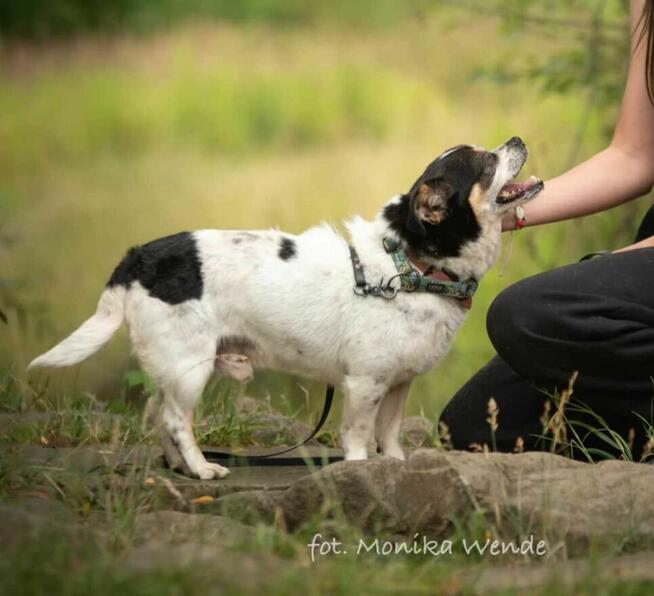 Bobik szuka swojego człowieka