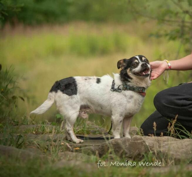 Bobik szuka swojego człowieka