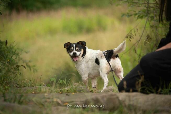 Bobik szuka swojego człowieka