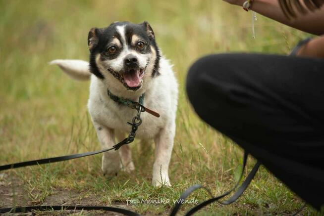 Bobik szuka swojego człowieka