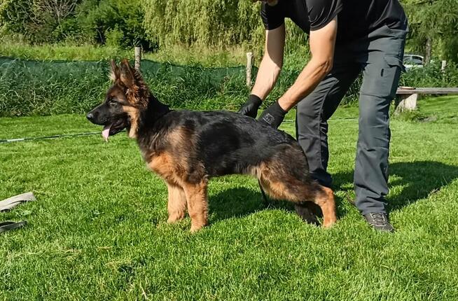 młodzież 6 miesiący FCI owczarek niemiecki długowłosy