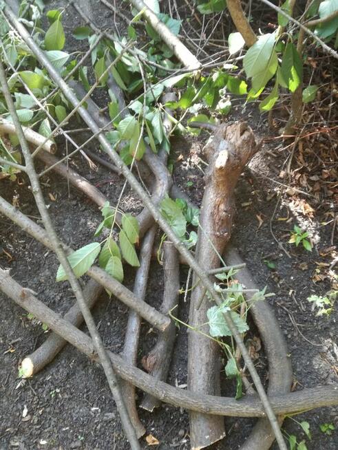 grubsze galezie na opal