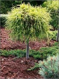 SYSTEMY NAWADNIANIA/OBSŁUGA/SERWIS/ MONTAŻ/USŁUGI OGRODNICZE