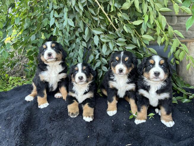 Szczeniaki Bereński Pies Pasterski