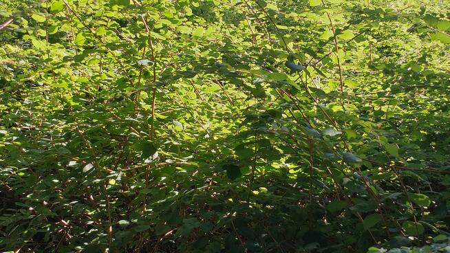 PILNIE Sprzedam Działkę Rekreacyjną