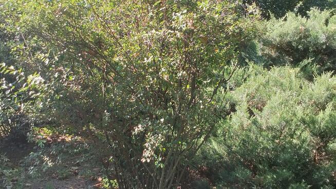 PILNIE Sprzedam Działkę Rekreacyjną