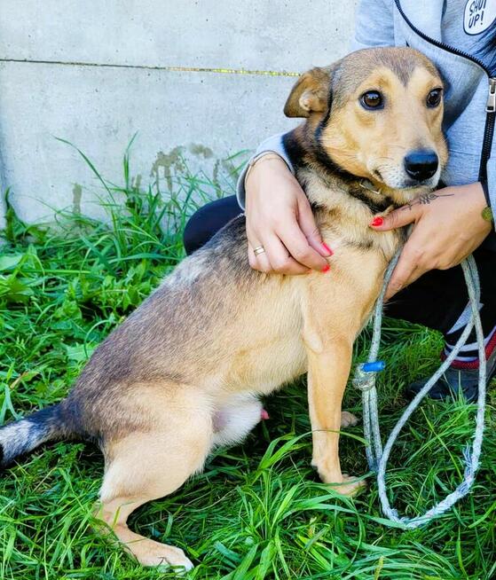 KUMPEL - cudny psiak szuka najlepszego domu