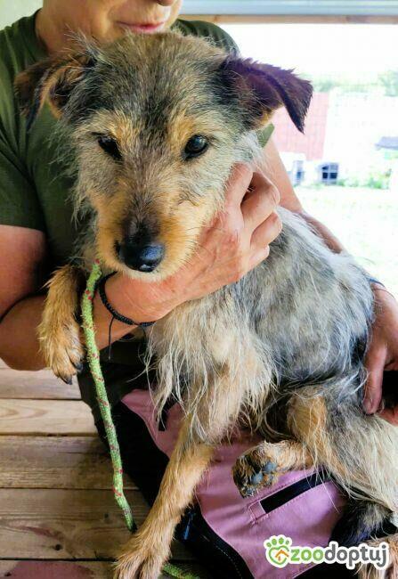 RADZIA - delikatna, wrażliwa sunia PILNIE szuka domu