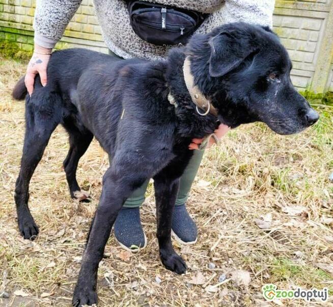 HARY - czarny, zwykły, zaniedbany psiak błaga o dom